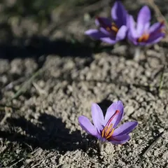 80 Bin Çiçekten Yalnızca Yarım Kilo Elde Ediliyor: Kilogramı 800 Bin TL'den Satışa Sunulacak!