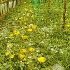 Antalya'da sağanak ve dolu seralara ve ürünlere zarar verdi