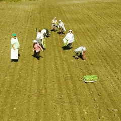 Bafra Ovası'nda kışlık sebze fidesi dikimi başladı