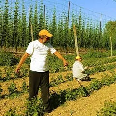 Bilecik'te tescilli boncuk fasulye üreticilerinin iplikleme mesaisi başladı