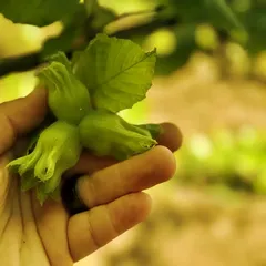 Düzce, AB ülkelerine yılın ilk yarısında 13 bin 461 ton iç fındık ihraç etti