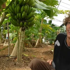 En France, Les Cultures De Fruits Exotiques Boostées Par Le Dérèglement Climatique