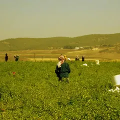 Gaziantep'te sofralık kırmızı biber hasadı başladı