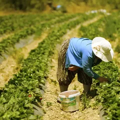 Kazdağları'nın suyuyla beslenen tarlalarda yetiştirilen çilek yüzlerce ailenin geçim kaynağı oldu