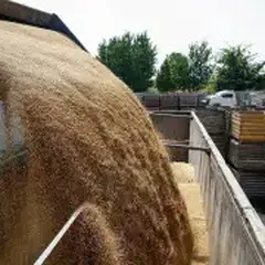 Мировые Цены на Сельхозпродукты Показали Максимальный Рост с Начала Войны в Украине из-За Блокировки Черноморского Экспорта