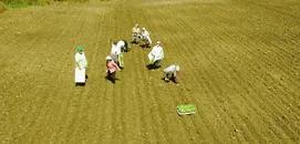 Bafra Ovası'nda kışlık sebze fidesi dikimi başladı