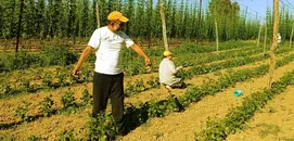 Bilecik'te tescilli boncuk fasulye üreticilerinin iplikleme mesaisi başladı