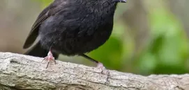 The Black Robin, Once Down to Just a Single Breeding Pair, Wins NZ Bird of the Year