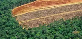UN Warns of ‘Narrowing Window’ to Restore World’s Forests