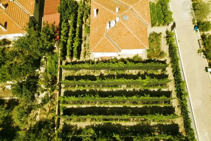 Ahıska Türkü çift, Ukrayna'dan getirdiği fidanlarla Erzincan'da 70 çeşit üzüm yetiştiriyor Ahıska Türkü çift, Ukrayna'dan getirdiği fidanlarla Erzincan'da 70 çeşit üzüm yetiştiriyor