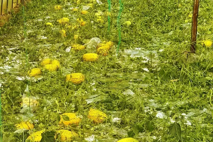 Antalya'da sağanak ve dolu seralara ve ürünlere zarar verdi Antalya'da sağanak ve dolu seralara ve ürünlere zarar verdi