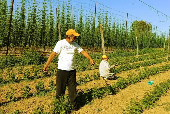 Bilecik'te tescilli boncuk fasulye üreticilerinin iplikleme mesaisi başladı Bilecik'te tescilli boncuk fasulye üreticilerinin iplikleme mesaisi başladı