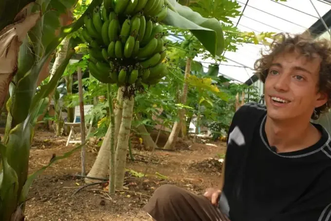 En France, Les Cultures De Fruits Exotiques Boostées Par Le Dérèglement Climatique