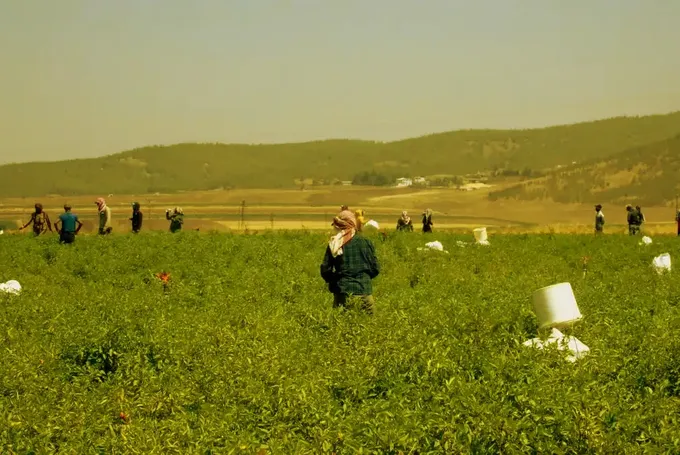 Gaziantep'te sofralık kırmızı biber hasadı başladı Gaziantep'te sofralık kırmızı biber hasadı başladı