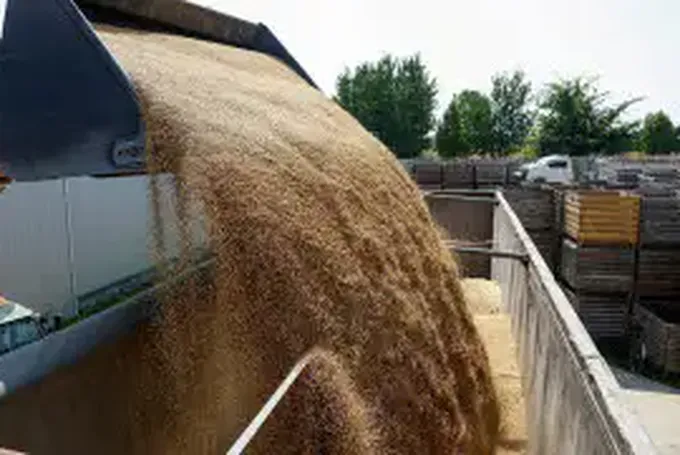 Мировые Цены на Сельхозпродукты Показали Максимальный Рост с Начала Войны в Украине из-За Блокировки Черноморского Экспорта