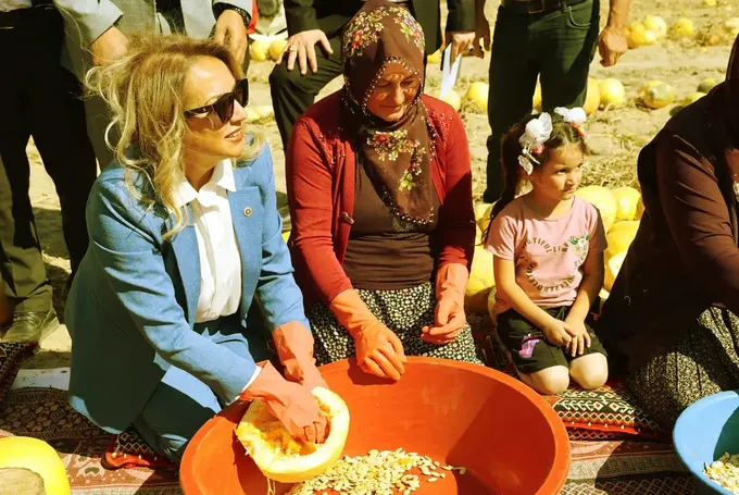 Nevşehir'de çerezlik kabak çekirdeği hasadı başladı