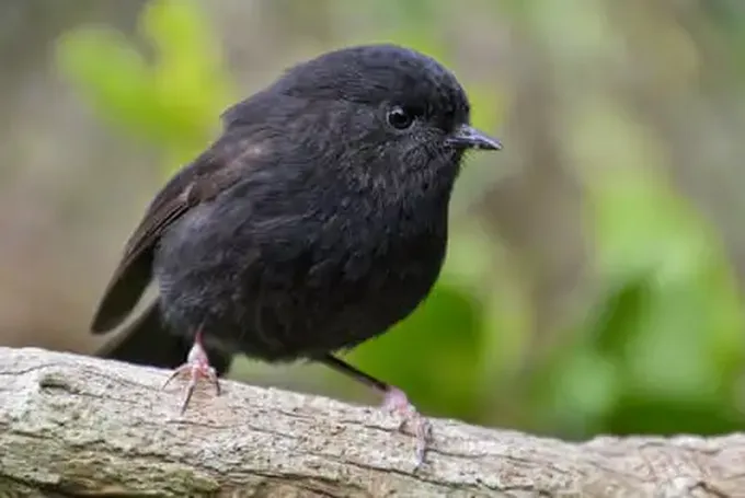 The Black Robin, Once Down to Just a Single Breeding Pair, Wins NZ Bird of the Year