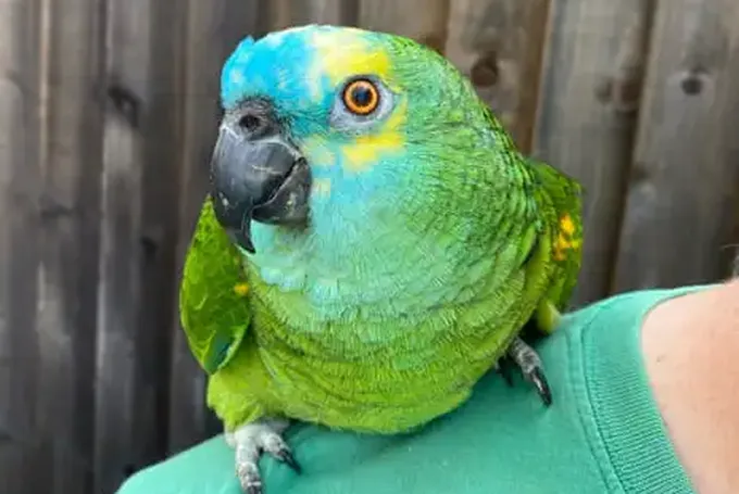 The Pet I’Ll Never Forget: Bud, the Parrot with a Crisp Addiction WHO Was Too Fat to Fly