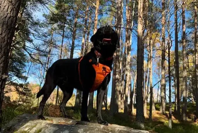 The Pet I’Ll Never Forget: Poppy the Curious, Clever Dog – WHO Searches for Missing People