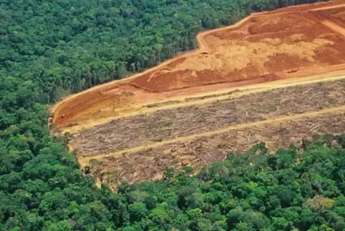 UN Warns of ‘Narrowing Window’ to Restore World’s Forests